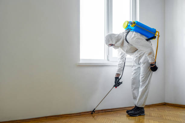 Best Local Pest Control Services  in Harris Hill, NY